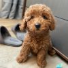 poodle puppies for sale near me