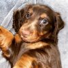 brown dachshund puppies