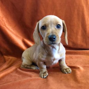 dachshund puppies for adoption