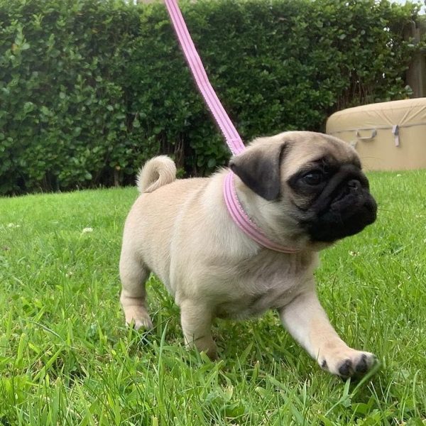 pug puppies adoption