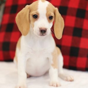 miniature beagle