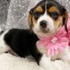 mini beagles for sale near me