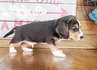beagle puppies for sale