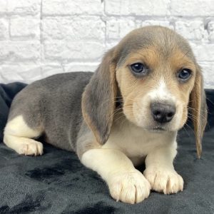 pocket beagle for sale