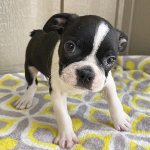 boston terrier for adoption