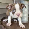 blue boston terrier puppies for sale