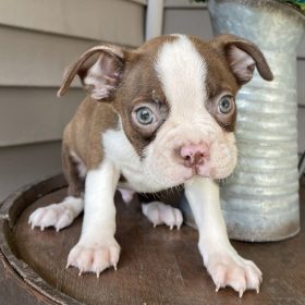 blue boston terrier puppies for sale