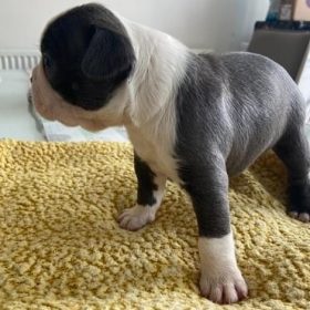 boston terrier dog for sale