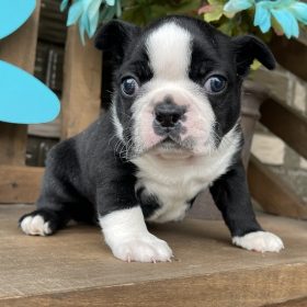 boston terriers for sale near me