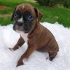 boxer dog for sale