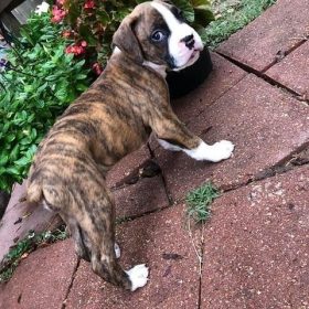 boxer puppy for sale near me