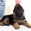 german sheperd puppies for sale
