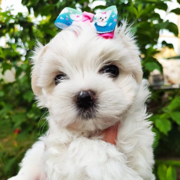 maltese puppies for sale cheap