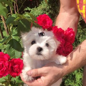 mal shi puppies for sale