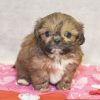 morkie puppies for sale in ct
