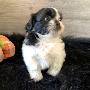 shitzu puppies for sale in illinois
