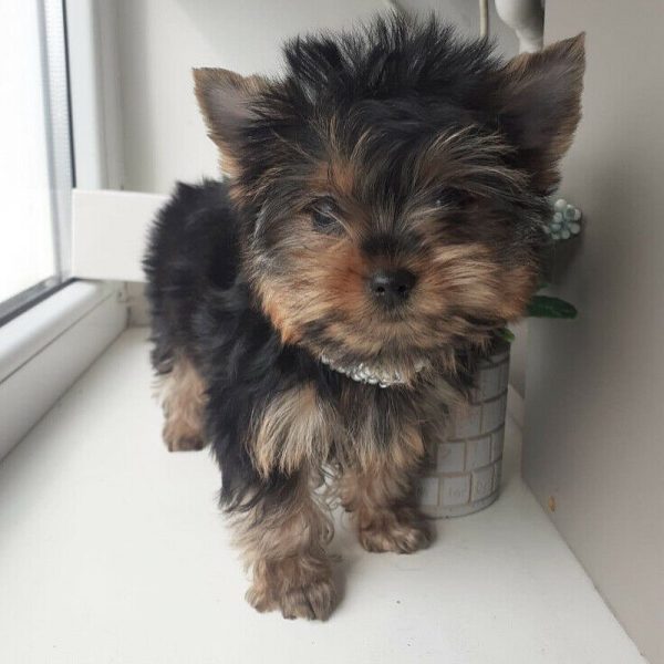 yorkie puppies for sale