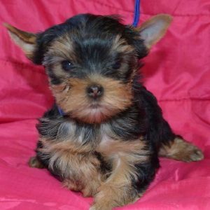 yorkie poo puppies for adoption