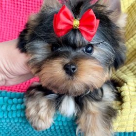 toy yorkie poo puppies for sale