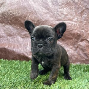 french bulldog breeders near me