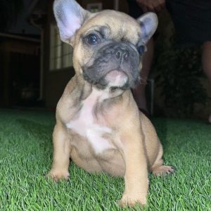 frenchie puppies for sale