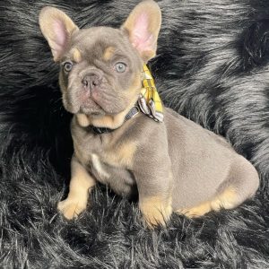 buy french bulldog