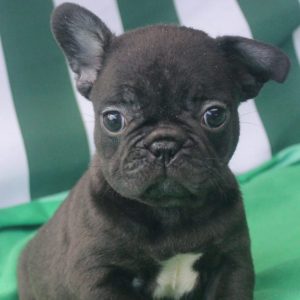 american french bulldog