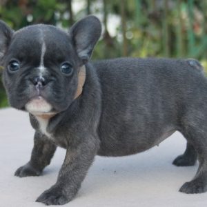 chihuahua french bulldog mix