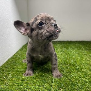 french bulldog terrier