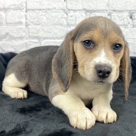 pocket beagles for sale in texas