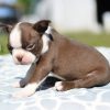 boxer puppies for sale in california