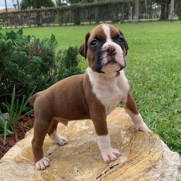 boxer puppies for sale near me