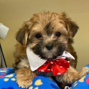 morkies for sale
