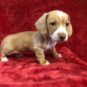 Dachshund puppies for sale near me