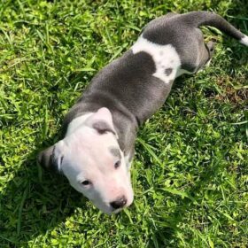 white pitbull puppy for sale