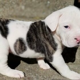 pitbull puppies for sale 250