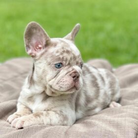 merle french bulldog for sale