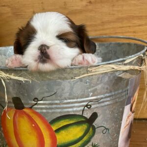 shih tzu puppies for sale in texas