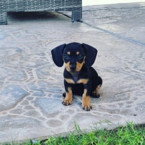 dachshund puppies michigan