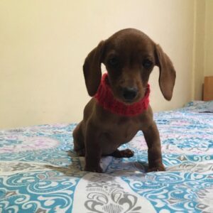 chiweenie puppies for adoption near me