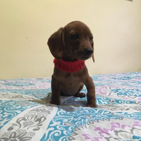 chiweenie puppies for adoption near me
