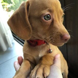 chiweenie puppies for sale arizona