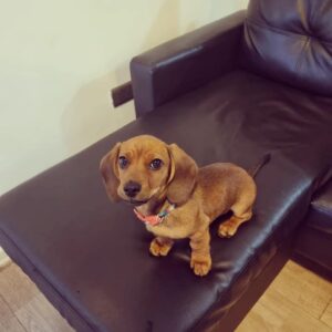 chiweenie puppies for sale arizona