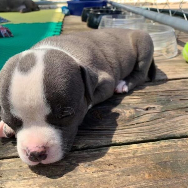 bully pitbull puppies for sale