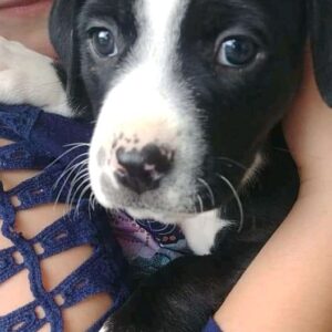 4 week old pitbull puppies