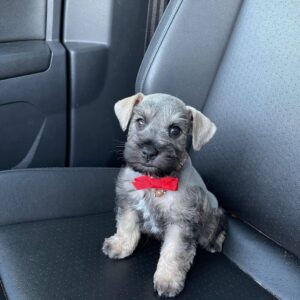 Schnauzers for sale