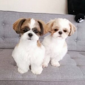 female shih tzu for sale near me