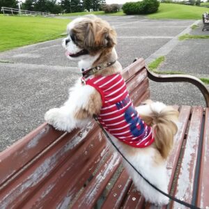 female shih tzu for sale near me