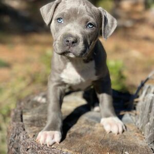 blue bully pitbulls for sale