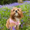 Cavapoo puppies for sale maryland